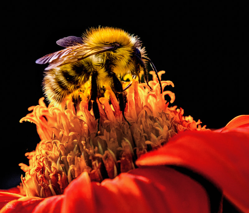 Busy Bee.jpg