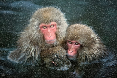 Hot Spring Cold beater.jpg