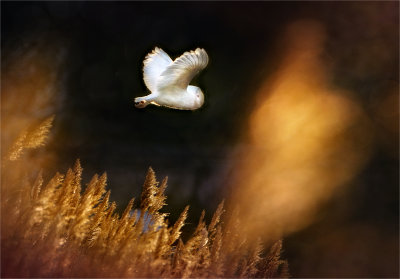 Leucistic Barn Owl.jpg