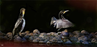 Preening.jpeg