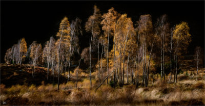 Scottish Autumn Colours.jpeg