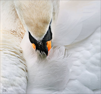 Preening.jpg