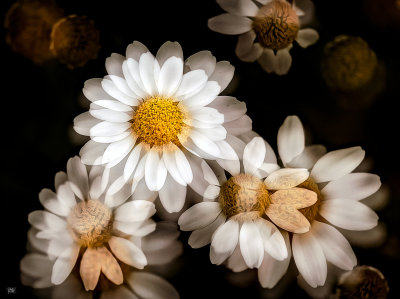Multiple Exposure.jpg