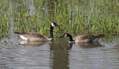 Geese Pair Dipping