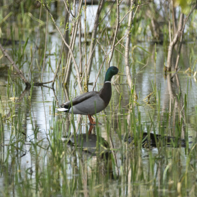 Mallard Drake
