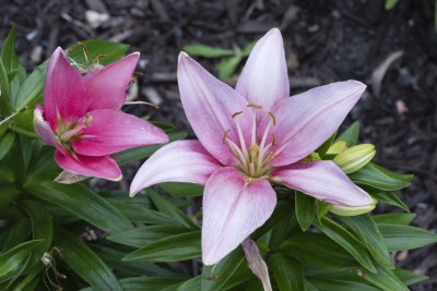 Pink Lily