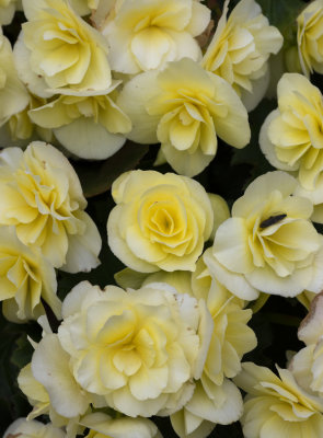 Yellow Begonia