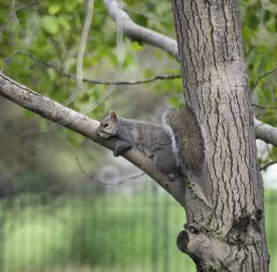 Gray Squirrel