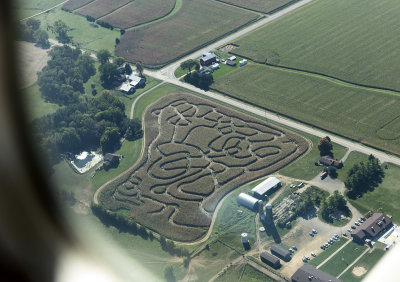 Corn Maze