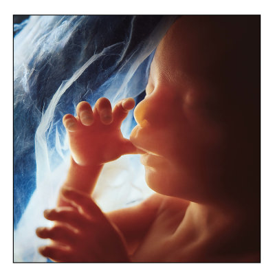 Baby Sucking Thumb in Womb sign 24 x 24.jpg