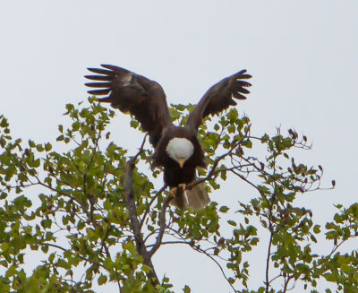 Eagle by Van H. White IMG_4729.jpg