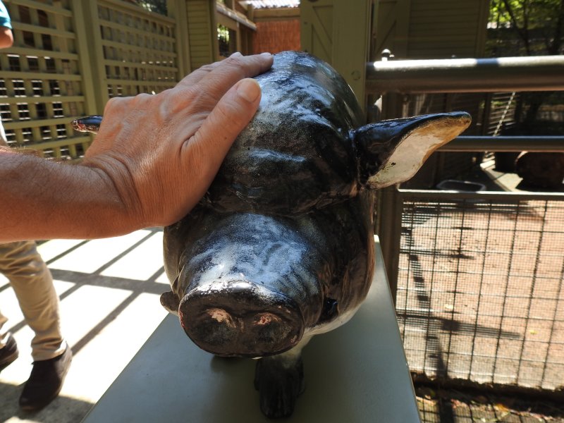 Pig, Central Park Zoo