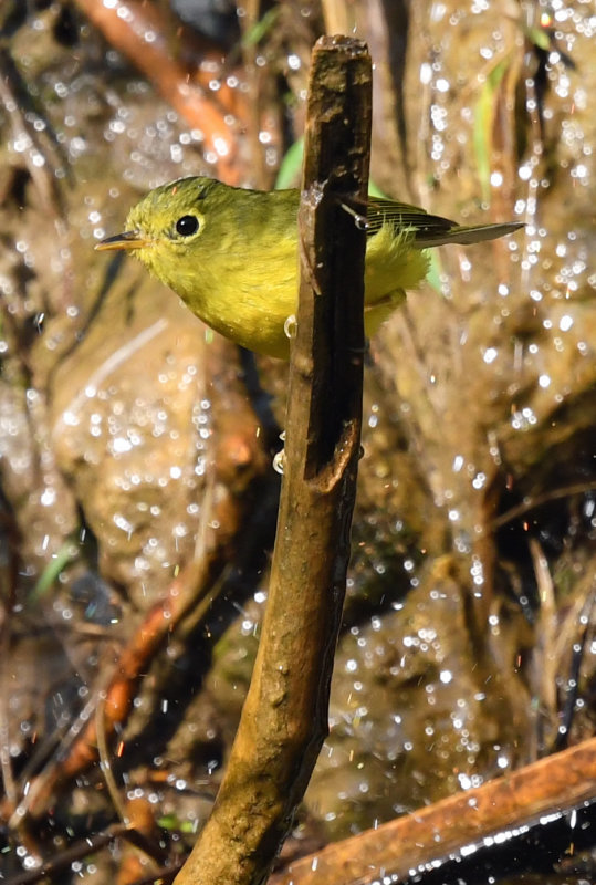 Golden-spectacled warbler