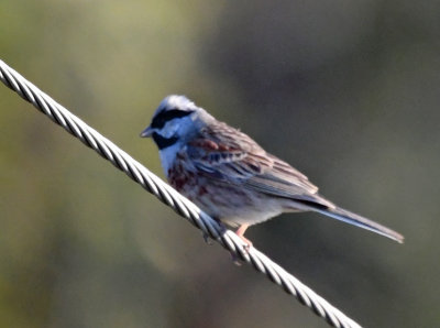 White-capped bunting