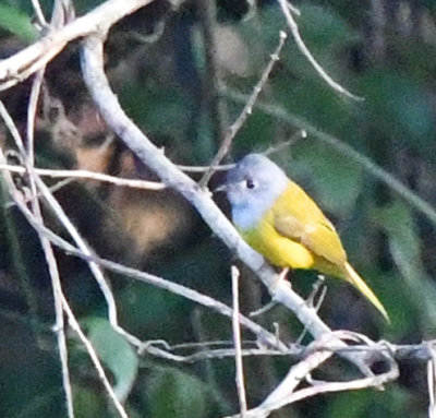Grey-headed canary