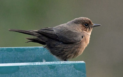 Brown Rock Chat