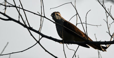 Banded Bay Cuckoo