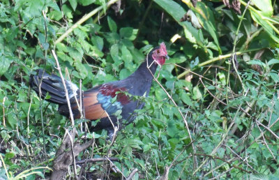 Red junglefowl in eclipse plumage