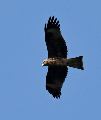 Black-eared kite