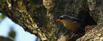 Velvet-fronted nuthatch