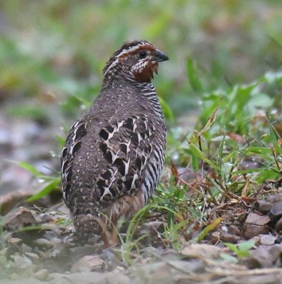 Jungle bush quail
