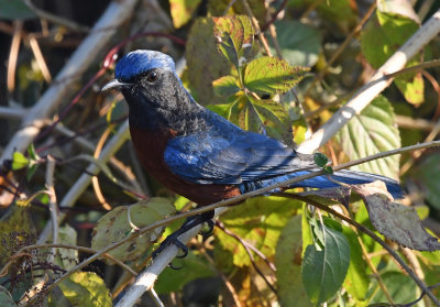 Chestnut-bellied rock thrush