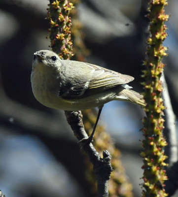 Hume's leaf warbler