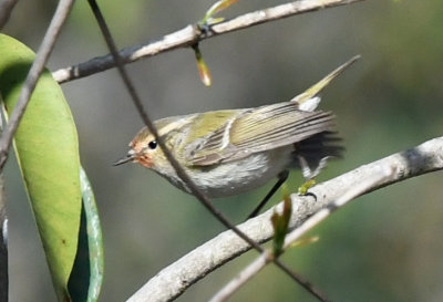 Hume's leaf warbler