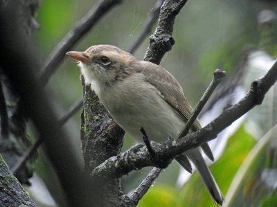 Common woodshrike
