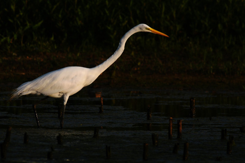 D72_6410012.jpg