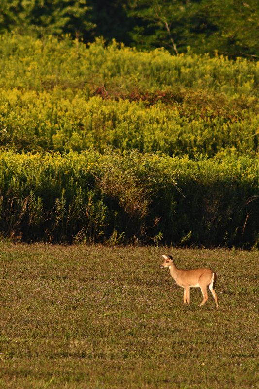 D72_8929_00057.jpg
