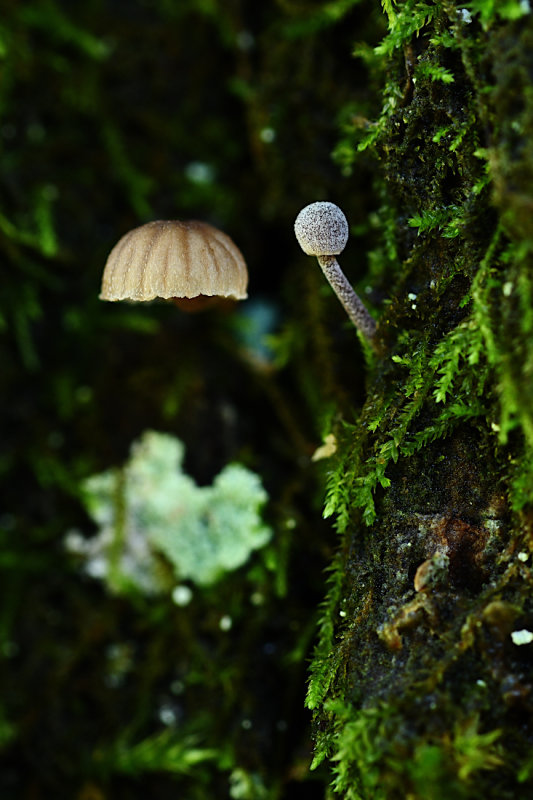 D72_8998_00010s.jpg