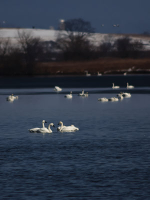 Middle Creek Wildlife