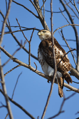 Red_Tail_Hunting_1.jpg