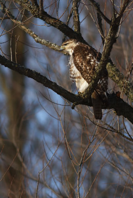 Red_Tail_Hunting_2.jpg