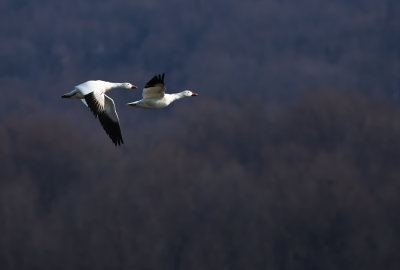 Snow_Geese_pair_1.jpg