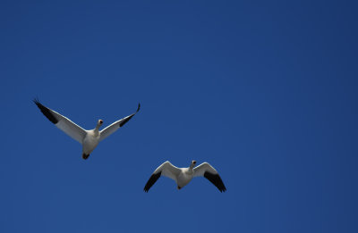 Snow_Geese_pair_3.jpg