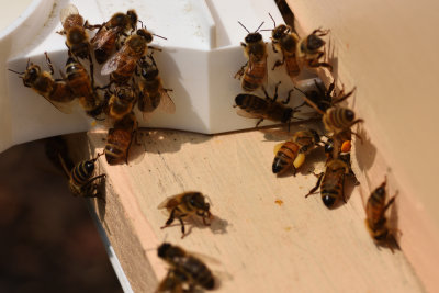 Just Bees