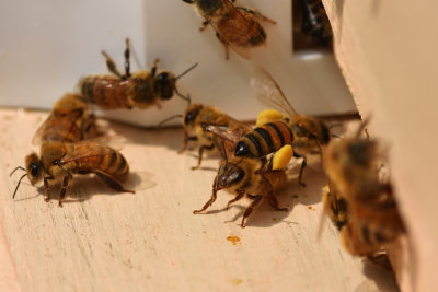 Just Bees