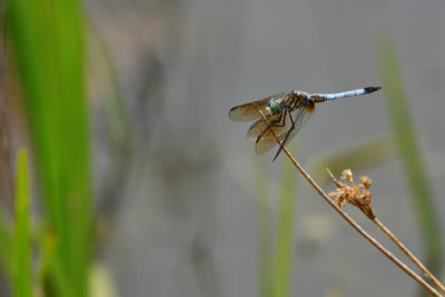 D72_4218-024.jpg