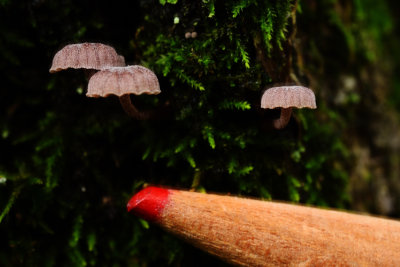 Moss and Mushrooms