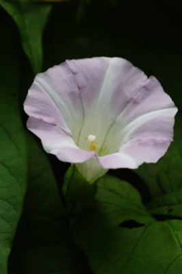 D72_9900012.jpg