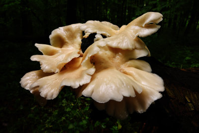 D72_4601013.jpg
