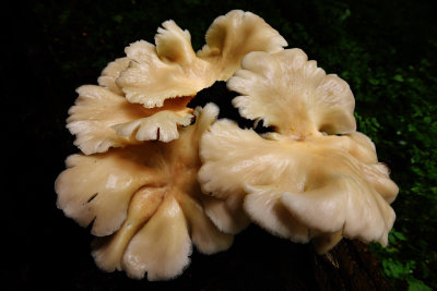 D72_4611016.jpg
