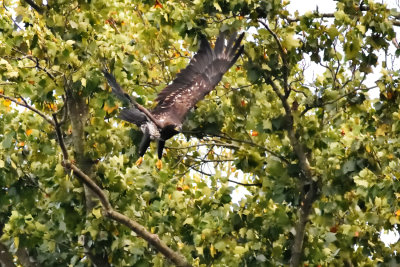 Conowingo Dam MD 9-7-19