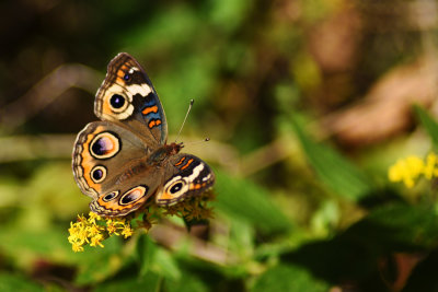 Buckeye Butterfly