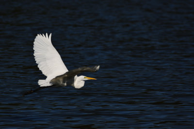 D72_7009-002.jpg
