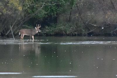 middle_creek_10-19-19