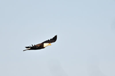 D72_1633-011.jpg