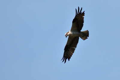 D72_7740-010.jpg